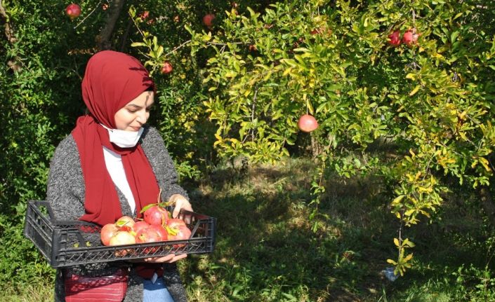 İstanbullu gençler Sarıcakaya da nar hasadı yaptı