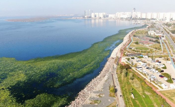 İzmir sahillerine “deniz marulu” istilası