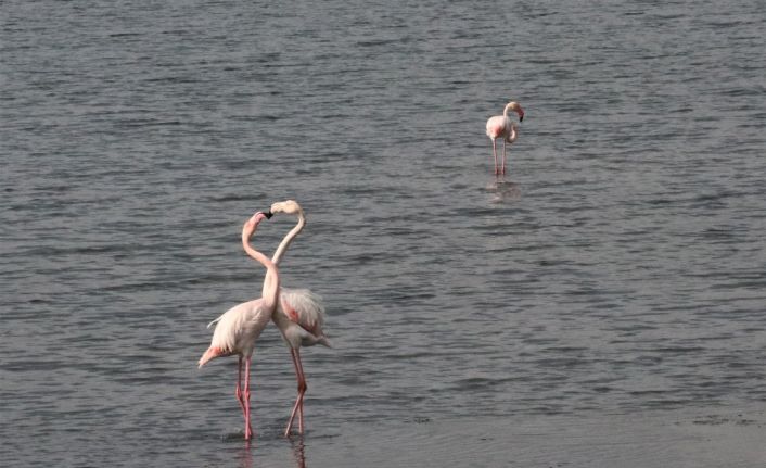 İzmit Körfezi’nde flamingoların görsel şöleni