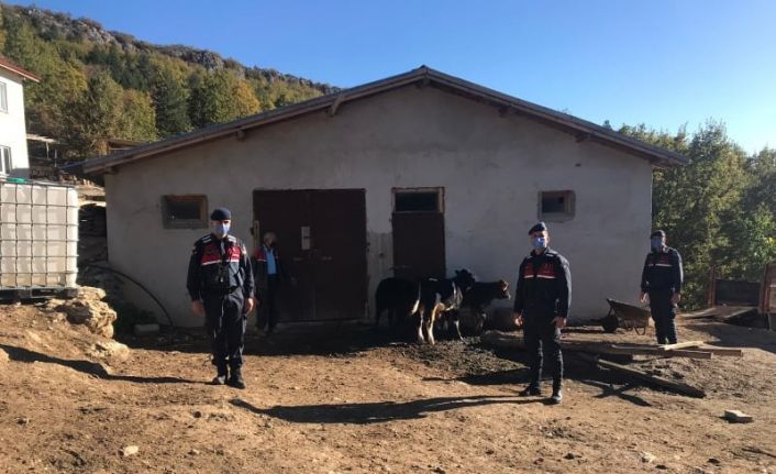 Kayıp koyunları jandarma drone ile buldu