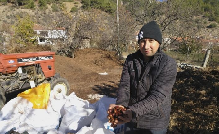 Kestanede bu yıl verim yüksek fiyat düşük