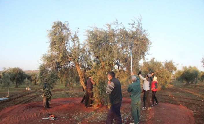 Kısıtlamadan muaf olan zeytin üreticileri hasat yaptı