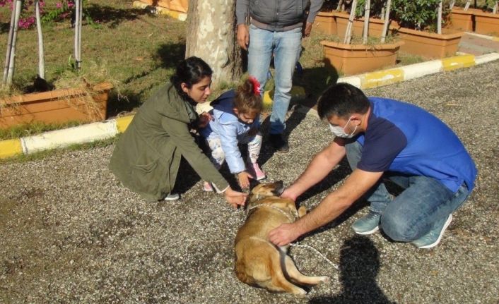 Küçük Almira, kendisini ısıran sokak köpeğini sevdi