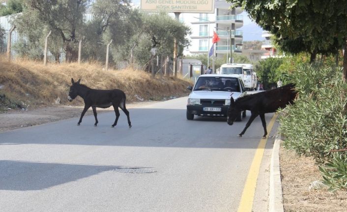 Kuraklık eşeklere yaradı