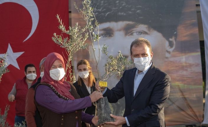 Mersin Büyükşehir Belediyesi, üreticiye 60 bin zeytin fidanı dağıtacak