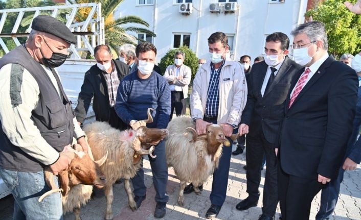 Osmaniye’de yetiştiricilere koç dağıtıldı.