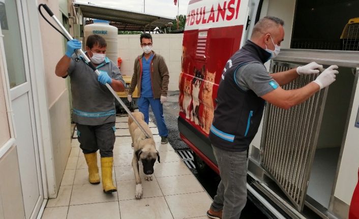 Oyuncu Hasan Kaçan’ın bulduğu hasta köpek tedavi edildi