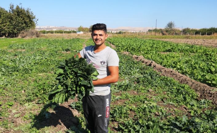 (Özel Haber) Şanlıurfa’da ıspanak hasadı başladı