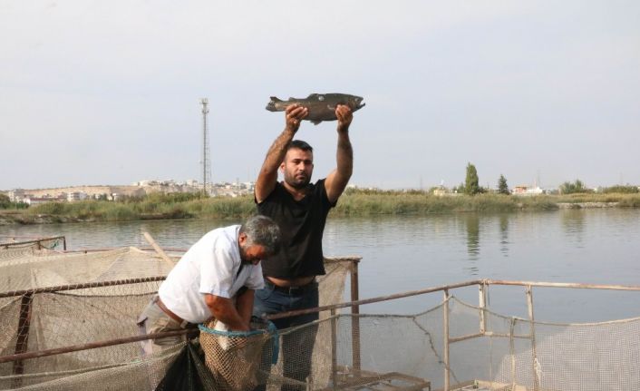 (Özel) Karadeniz’in balığı Güneydoğu’dan