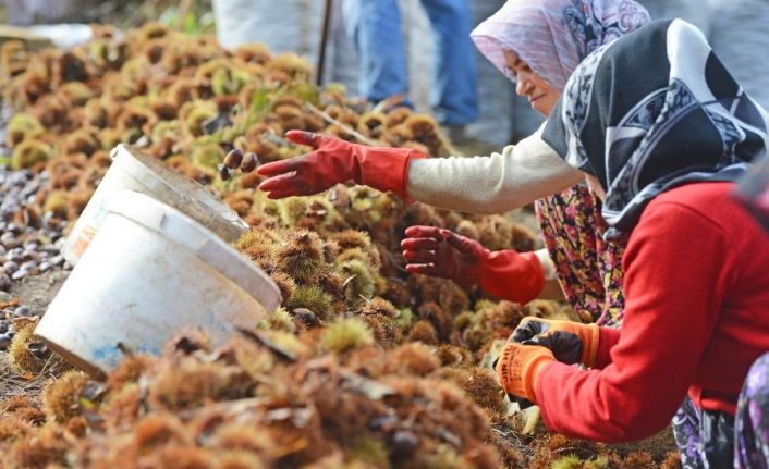 (Özel) Kestane hasadı bitti, şeker üretimi başladı