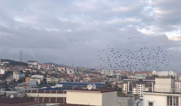 (Özel) Sığırcıkların gökyüzünde görsel şöleni görenleri hayran bıraktı