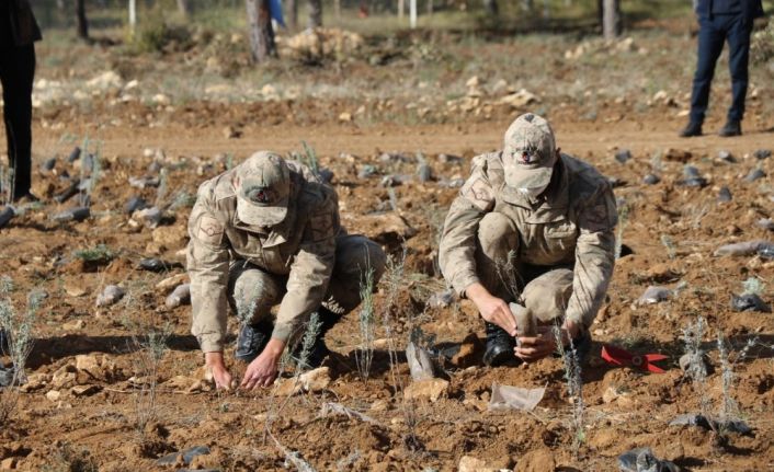 Safranbolu’da 100 bin fidan toprakla buluşturuldu