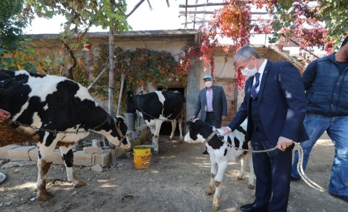 Şahinbey’de hayvan yetiştiricilerine destek sürecek