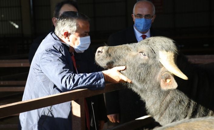 Samsun’da çiftçilere damızlık boğa dağıtımı yapıldı