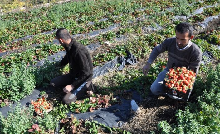 Sason’da yılın son çilek hasadı başladı