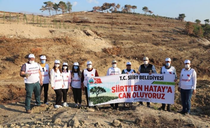 Siirt Belediyesi, Hatay’da PKK’nın yaktığı ormanda fidan dikti