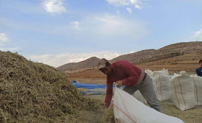 Siirt’te fıstık atığı birçok ailenin geçim kaynağı oldu