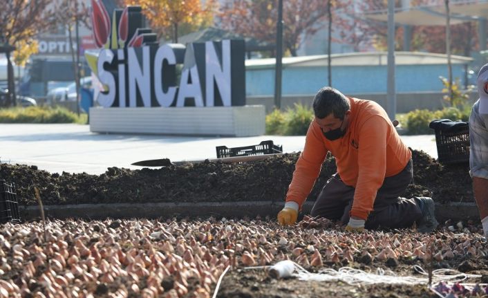 Sincan’da binlerce lale soğanı toprakla buluştu