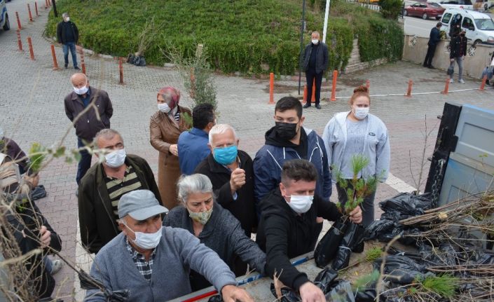 Sinop’ta bedava fidana akın