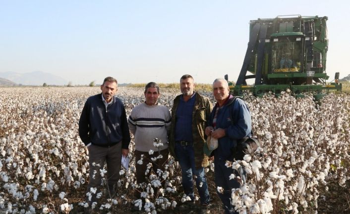 Söke Ovası’nda pamuk hasadında sona yaklaşıldı