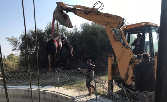 Sulama kanalına düşen atı itfaiye ekipleri kurtardı