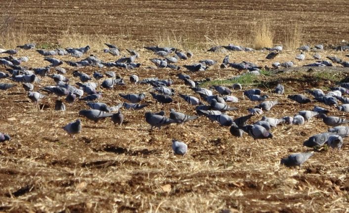 Sürü halindeki güvercinler hayran bıraktı