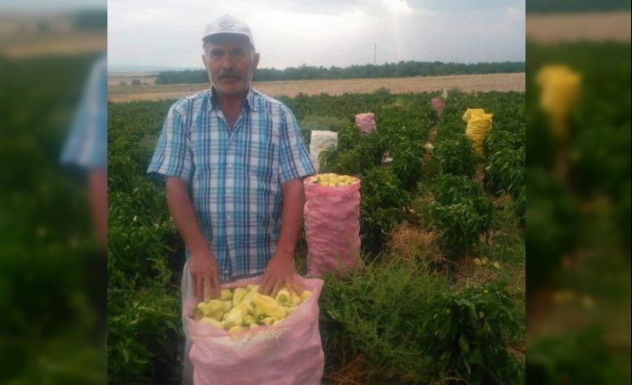 Tarlada çalışanlar, kovaları havaya fırlatarak sezonu kapattı