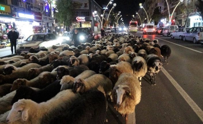 Trafik durdu, koyun sürücü geçti