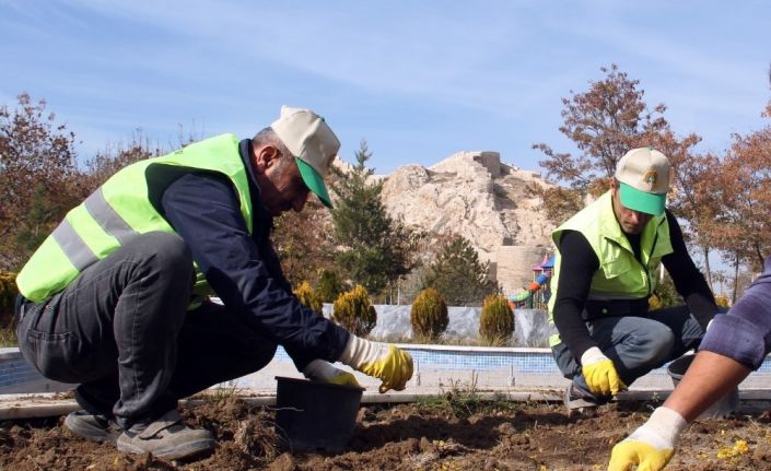 Van Büyükşehir Belediyesi 110 bin lale ve sümbül soğanı dikti