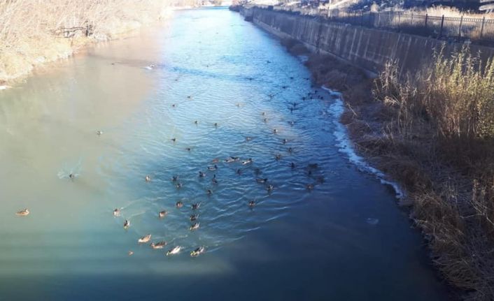 Yaban ördekleri Çoruh Nehri’ni mesken tuttu