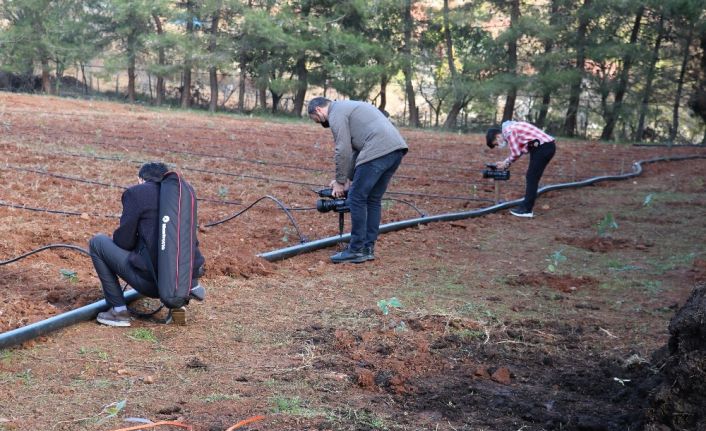 Yalova’da süper meyve aronya yaygınlaştırılıyor