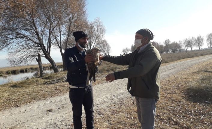 Yaralı bulunan Kızıl Şahin tedavi altına alındı