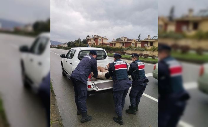 Yaralı halde bulunan köpek koruma altına alındı