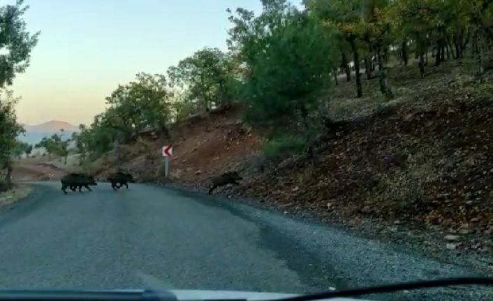 Yoldan geçen domuz sürüsü görüntülendi