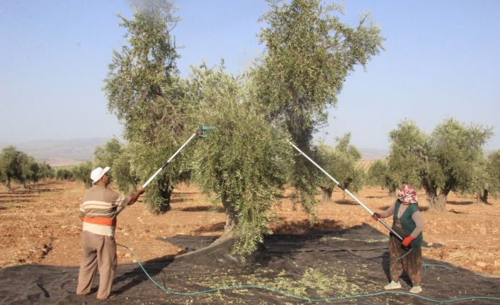 Zeytin hasadında teknolojiye rağbet artıyor