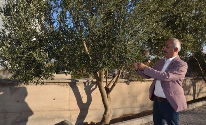 Zeytin ve yaprağı Anadolu’da halk tıbbında asırlardır kullanılıyor