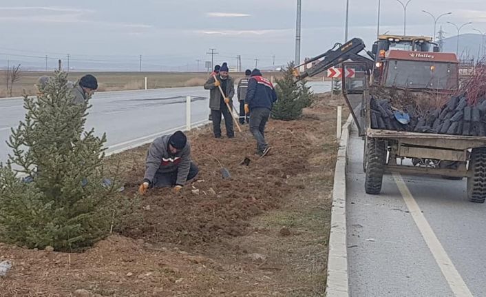 Altıntaş’ta süs bitkisi dikimi