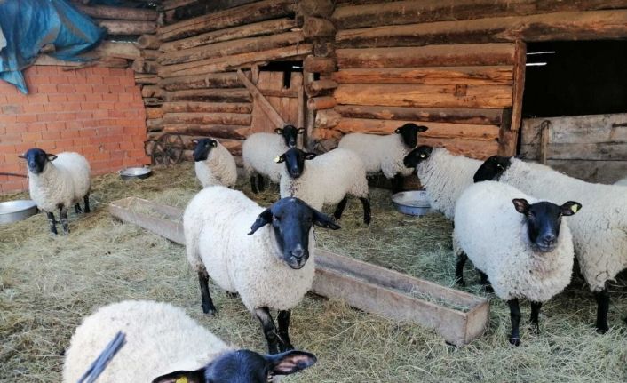 Artvin’e özgü bijik koyununun yok olmaması için harekete geçtiler