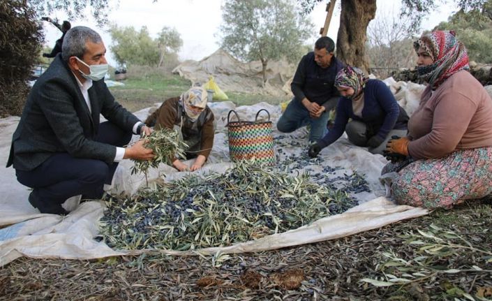 Başkan Kaplan’dan zeytin hasadı yapan üreticilere sürpriz ziyaret