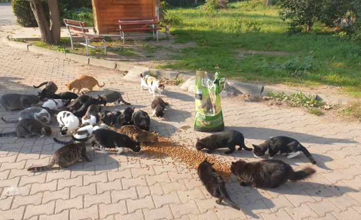 Dilovası Belediyesi sokak hayvanlarını unutmadı