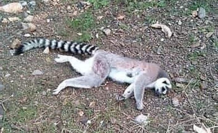 İzmir’de ormanlık alanda ölü lemur bulundu