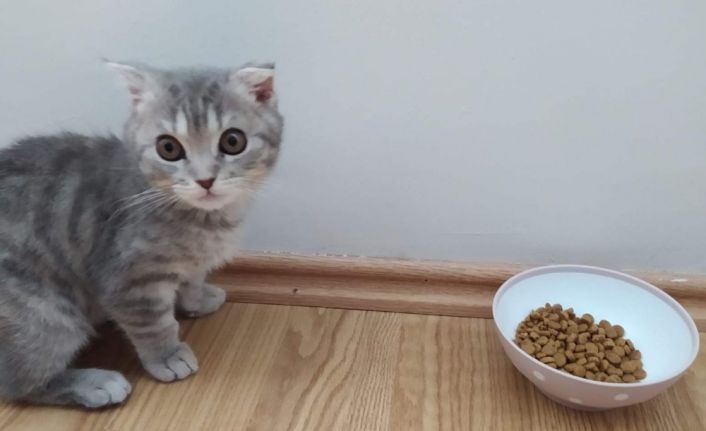 Kalitesiz mamalar kedi ve köpekleri sakat bırakıyor