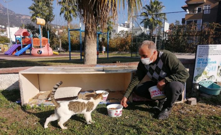 Kemer Belediyesi sokak hayvanlarının yanında