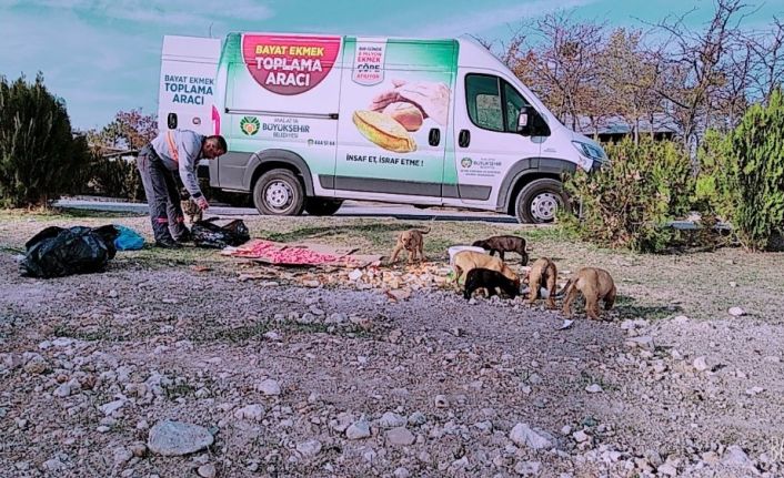 Kısıtlama günlerinde sokak hayvanları unutulmadı