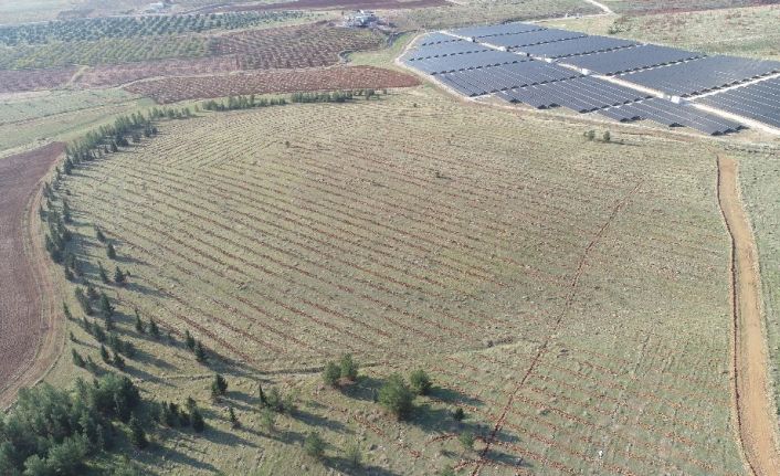 Şanlıurfa’da evlenen çiftler için fidan dikim etkinliği