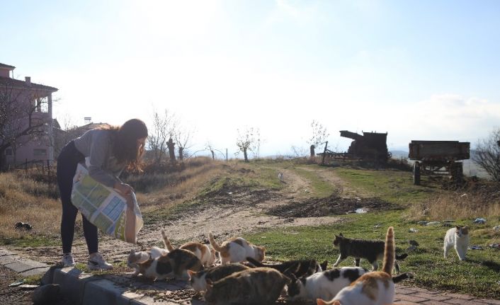 Üniversite öğrencilerinden, "Mama kumbarası" ile sokak hayvanlarına destek