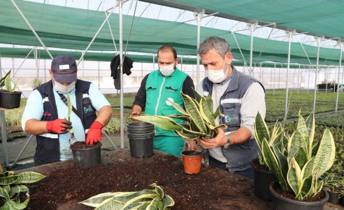 Yaşam Bahçesi’ndeki bitkilerin üretimi başladı