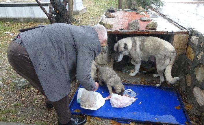 Aç kalan yavru köpeklerin yardımına Başkan Kıymaz yetişti