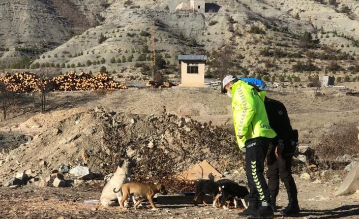 Artvin’de sokağa çıkma kısıtlamasında sokak hayvanları unutulmadı
