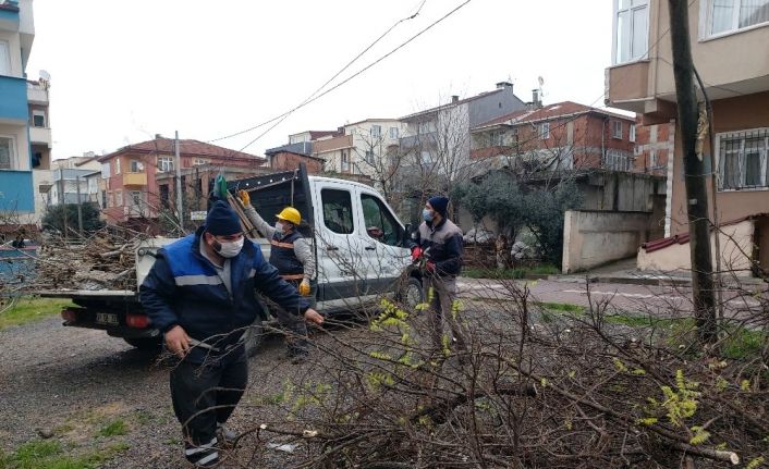 Darıca’da mevsimsel ağaç budama çalışmaları devam ediyor